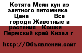 Котята Мейн-кун из элитного питомника › Цена ­ 20 000 - Все города Животные и растения » Кошки   . Пермский край,Кизел г.